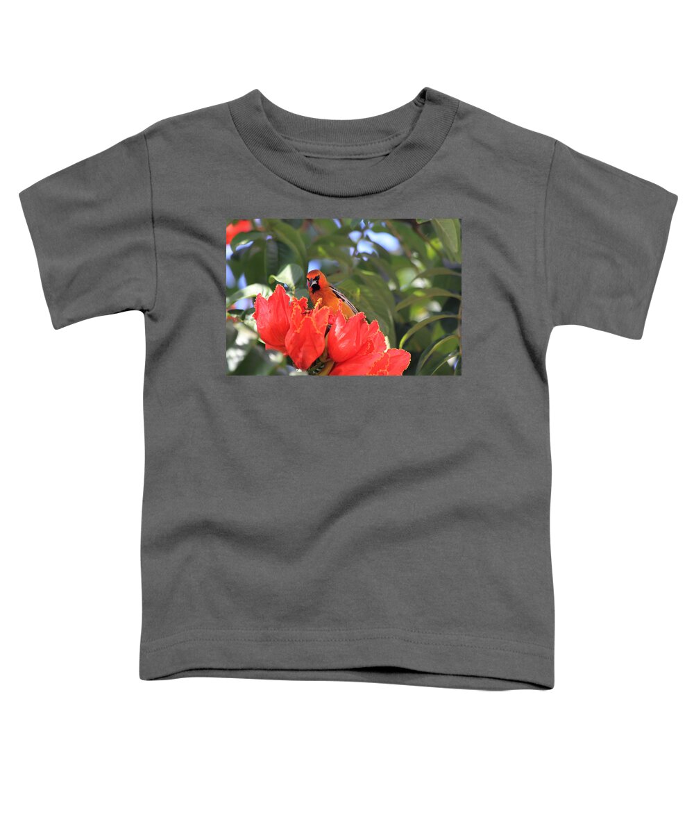 Streak-backed Oriole Toddler T-Shirt featuring the photograph Streak-Backed Oriole by Shane Bechler