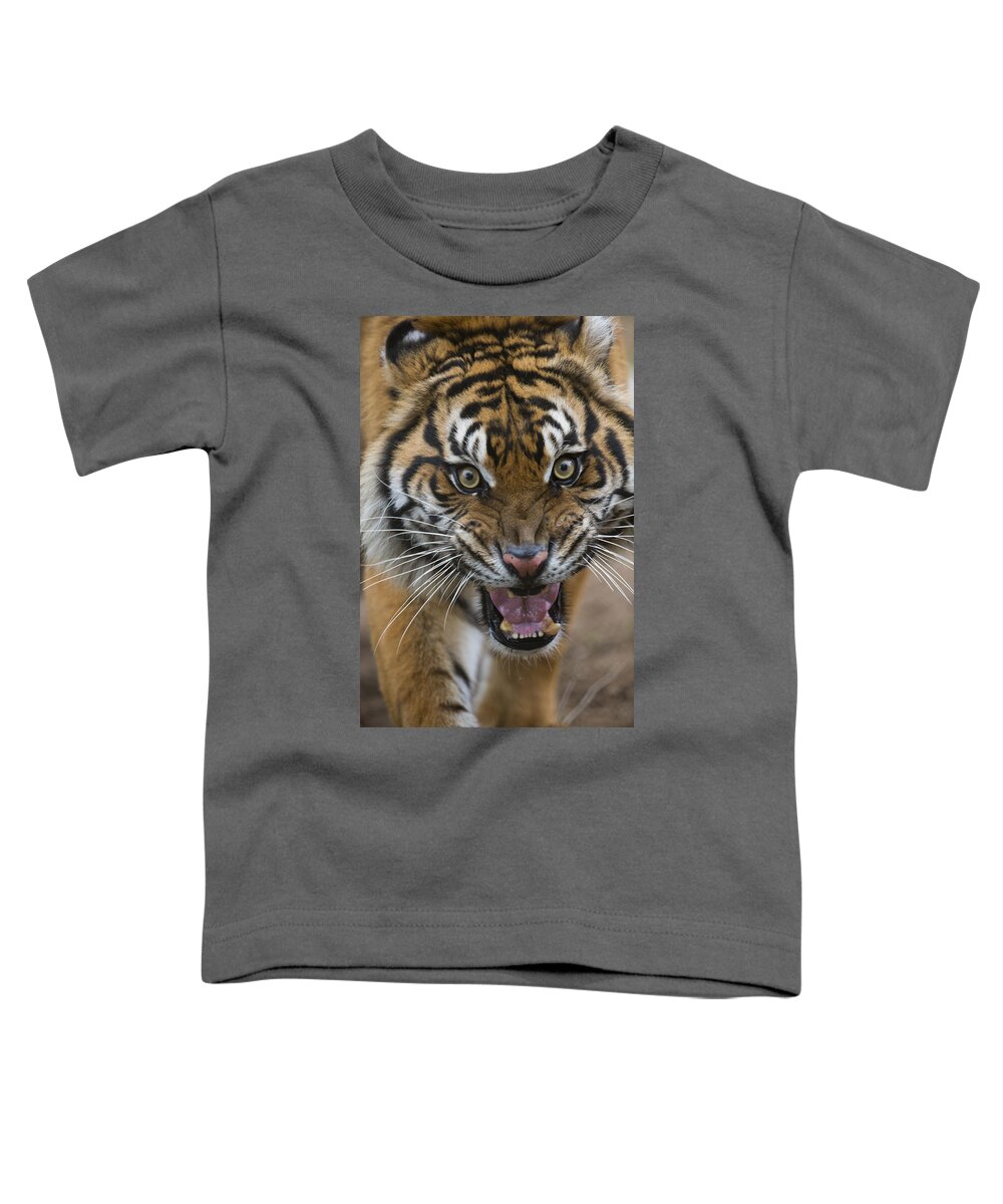 San Diego Zoo Toddler T-Shirt featuring the photograph Sumatran Tiger Male Snarling Native by San Diego Zoo