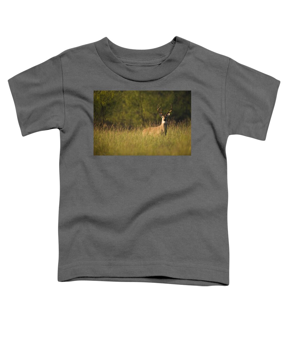 Deer Toddler T-Shirt featuring the photograph Tall Grass by Jack Milchanowski
