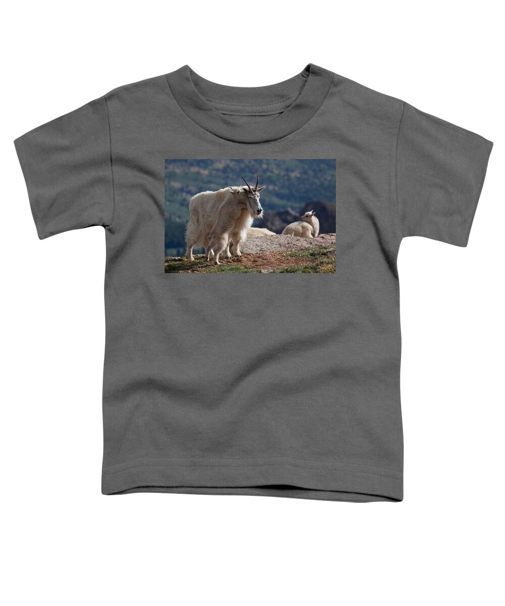 Mountain Goats; Posing; Group Photo; Baby Goat; Nature; Colorado; Crowd; Baby Goat; Mountain Goat Baby; Happy; Joy; Nature; Brothers Toddler T-Shirt featuring the photograph Tall Tales by Jim Garrison