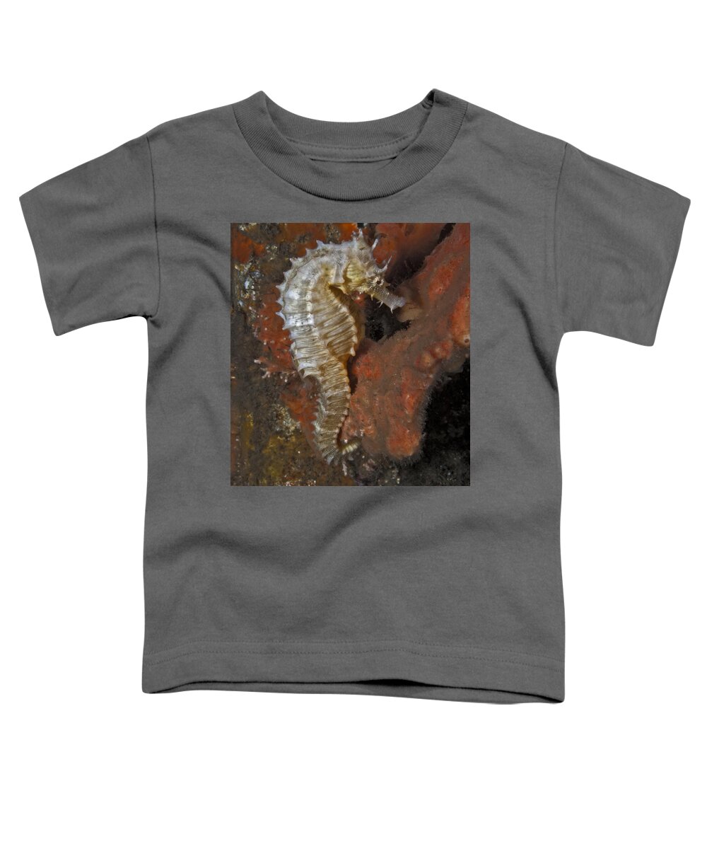 Seahorse Toddler T-Shirt featuring the photograph The White Seahorse by Sandra Edwards