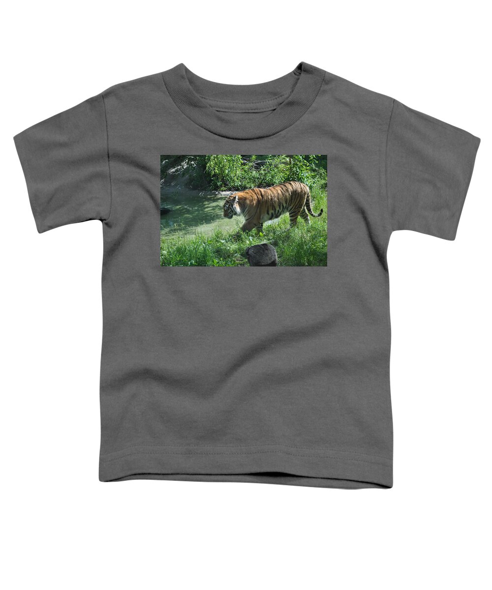  Toddler T-Shirt featuring the photograph Tiger stroll by Jim Hogg