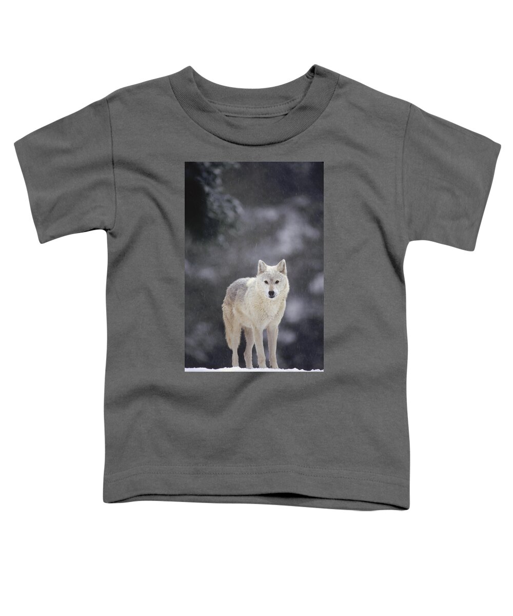 Feb0514 Toddler T-Shirt featuring the photograph Timber Wolf In Falling Snow by Gerry Ellis