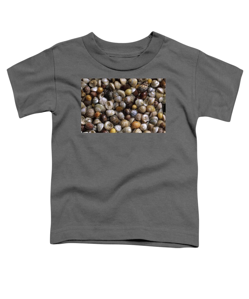 Feb0514 Toddler T-Shirt featuring the photograph Topshells Whelk And Periwinkle Shells by Duncan Usher