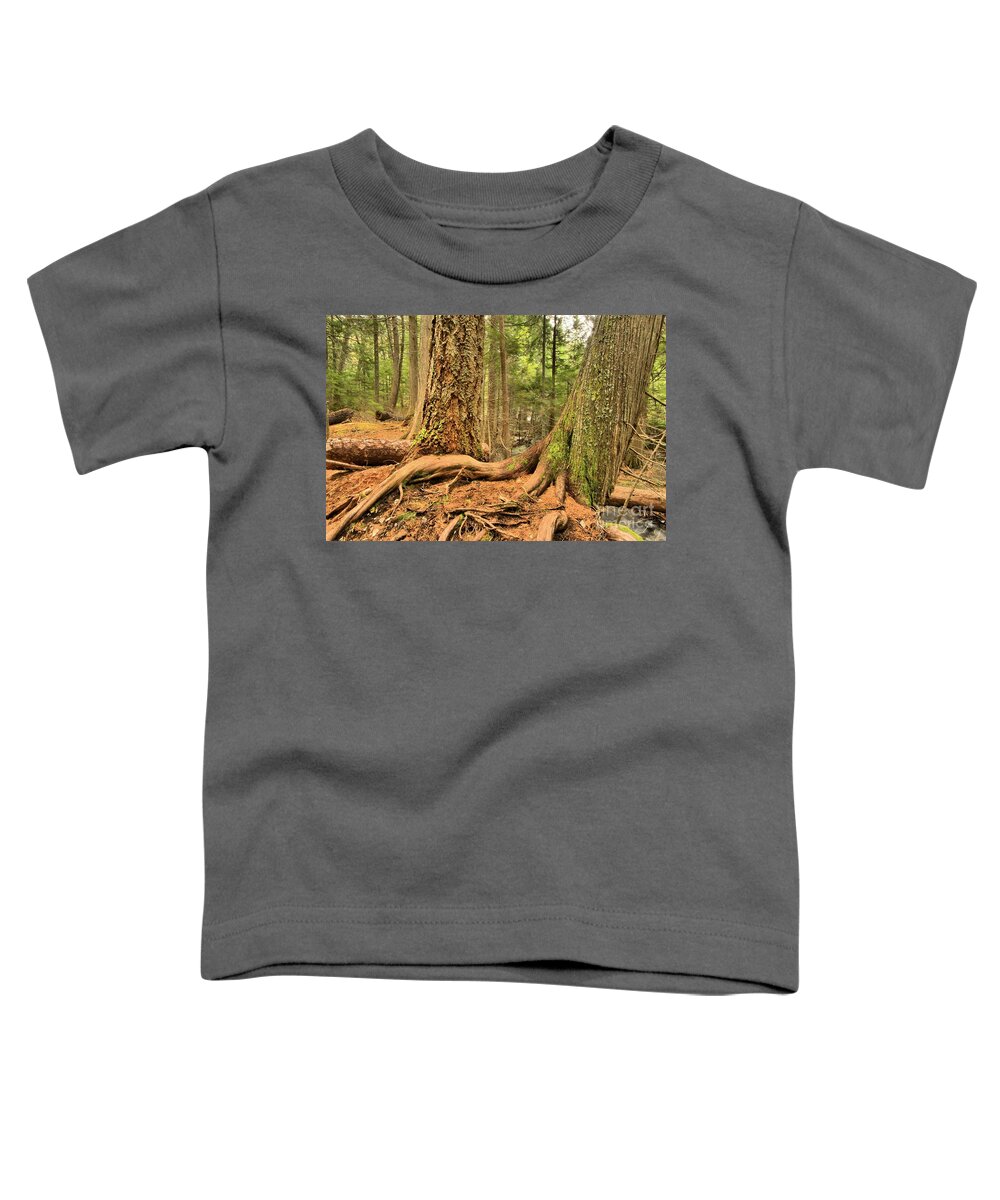 Trail Of The Cedars Toddler T-Shirt featuring the photograph Trail Of The Cedars by Adam Jewell