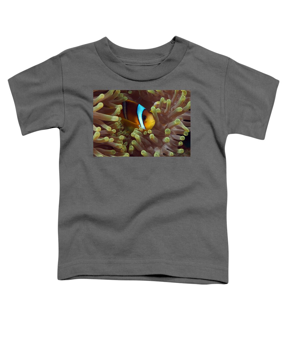 Eric Gibcus Toddler T-Shirt featuring the photograph Two-banded Anemonefish Red Sea Egypt by Eric Gibcus