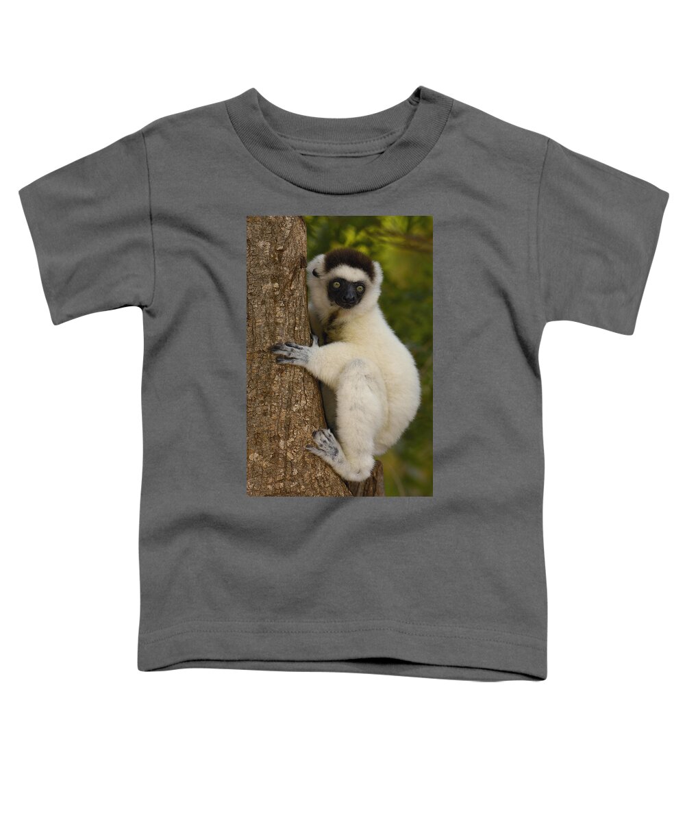 Feb0514 Toddler T-Shirt featuring the photograph Verreauxs Sifaka Portrait Berenty by Pete Oxford