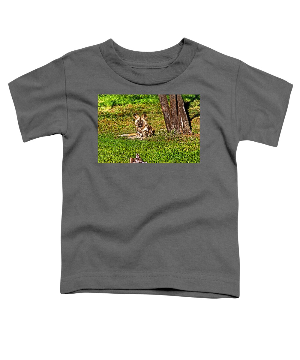 African Wild Dog Dubbo Zoo Toddler T-Shirt featuring the photograph Waching you by Miroslava Jurcik