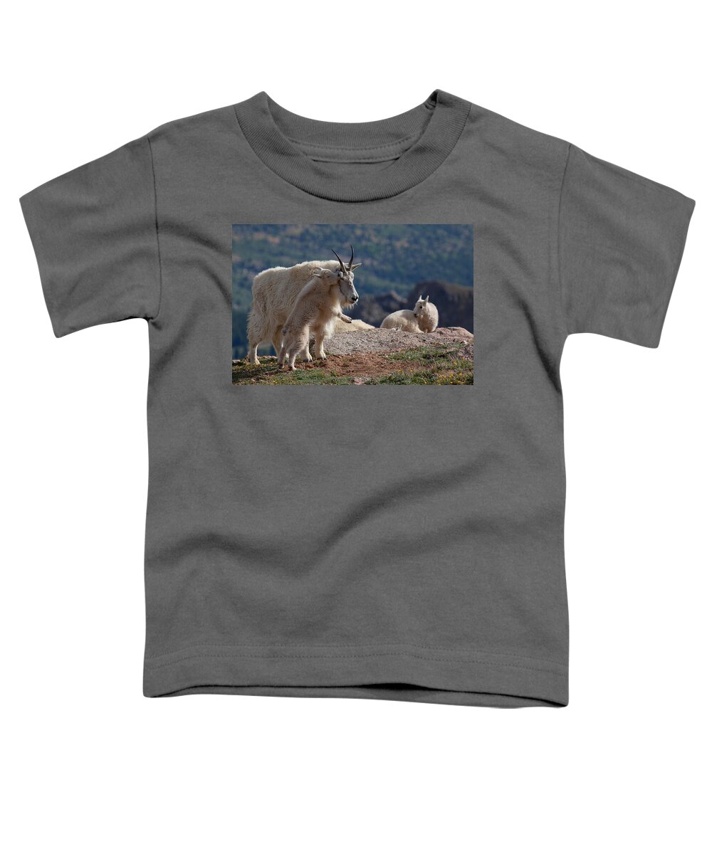 Mountain Goats; Posing; Group Photo; Baby Goat; Nature; Colorado; Crowd; Baby Goat; Mountain Goat Baby; Happy; Joy; Nature; Brothers Toddler T-Shirt featuring the photograph XX's and OO's by Jim Garrison