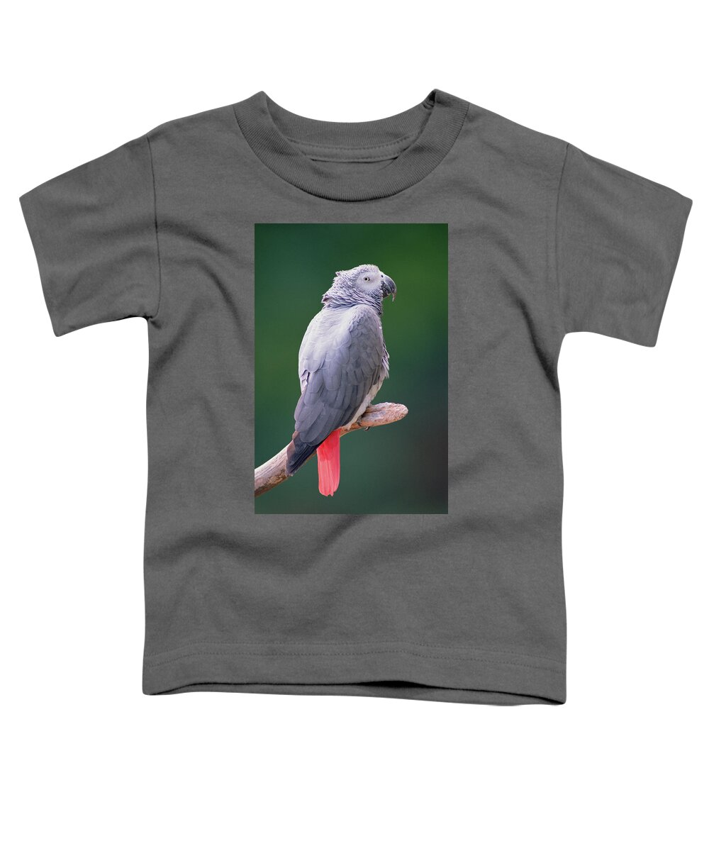 Mp Toddler T-Shirt featuring the photograph African Grey Parrot Psittacus Erithacus #1 by Gerry Ellis