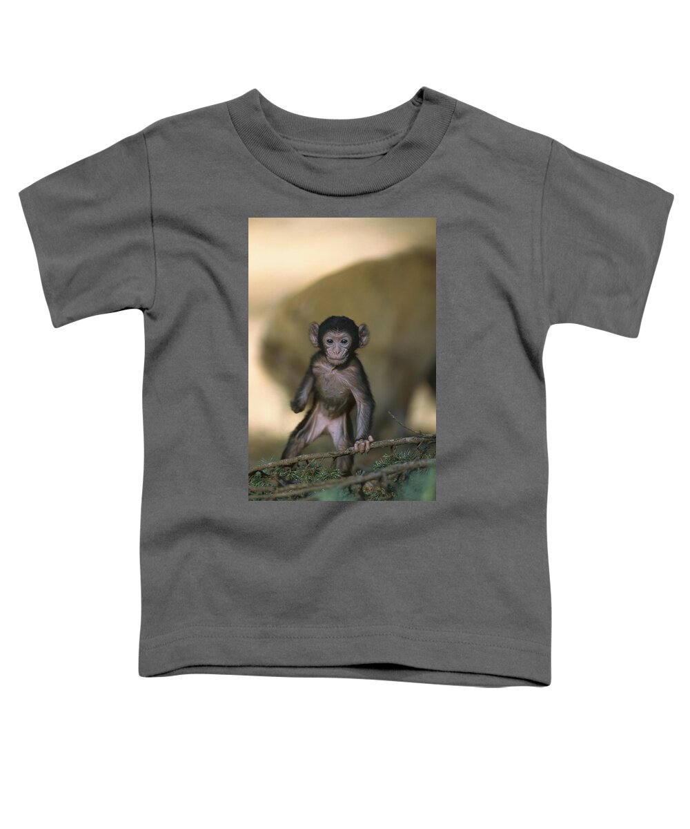 Mp Toddler T-Shirt featuring the photograph Barbary Macaque Macaca Sylvanus Infant #1 by Cyril Ruoso