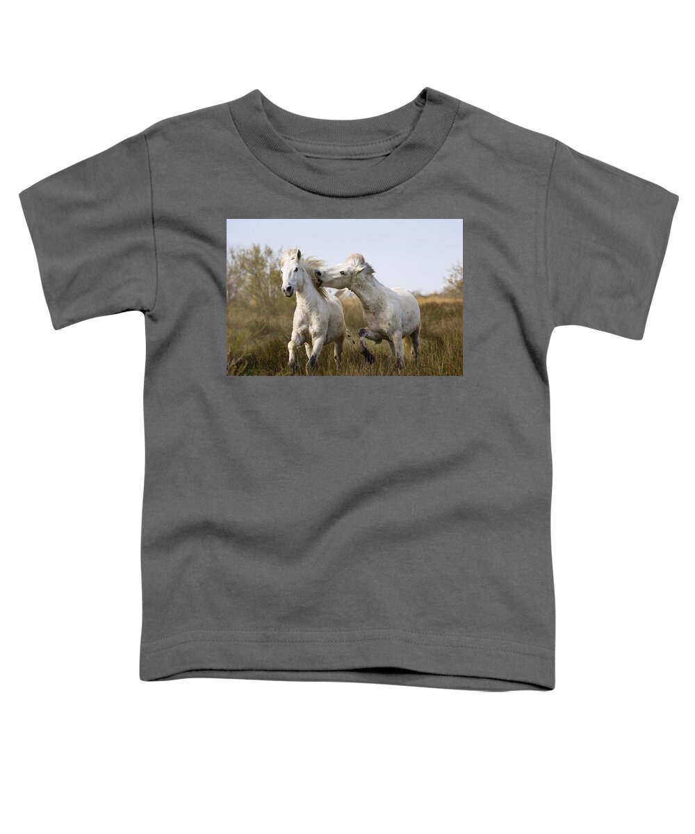 Mp Toddler T-Shirt featuring the photograph Camargue Horse Equus Caballus Stallions #1 by Konrad Wothe