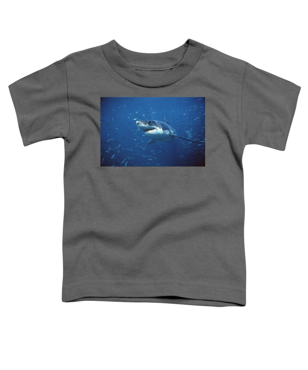 Mp Toddler T-Shirt featuring the photograph Great White Shark Carcharodon #1 by Mike Parry