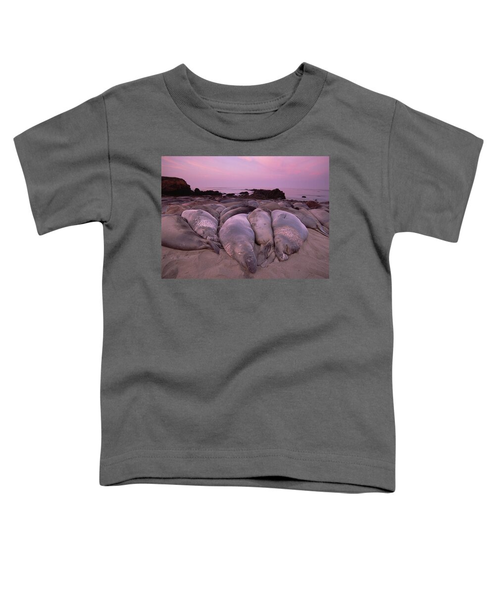 Mp Toddler T-Shirt featuring the photograph Northern Elephant Seal Mirounga #2 by Tim Fitzharris