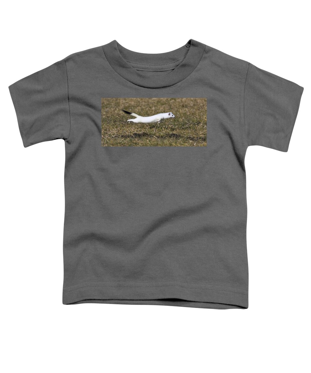 Mp Toddler T-Shirt featuring the photograph Short-tailed Weasel Mustela Erminea #2 by Konrad Wothe