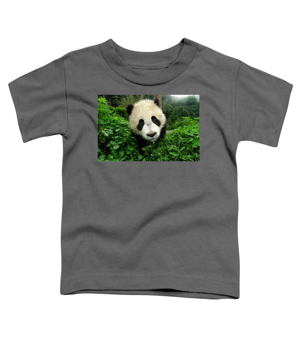 Mp Toddler T-Shirt featuring the photograph Giant Panda Ailuropoda Melanoleuca #4 by Katherine Feng
