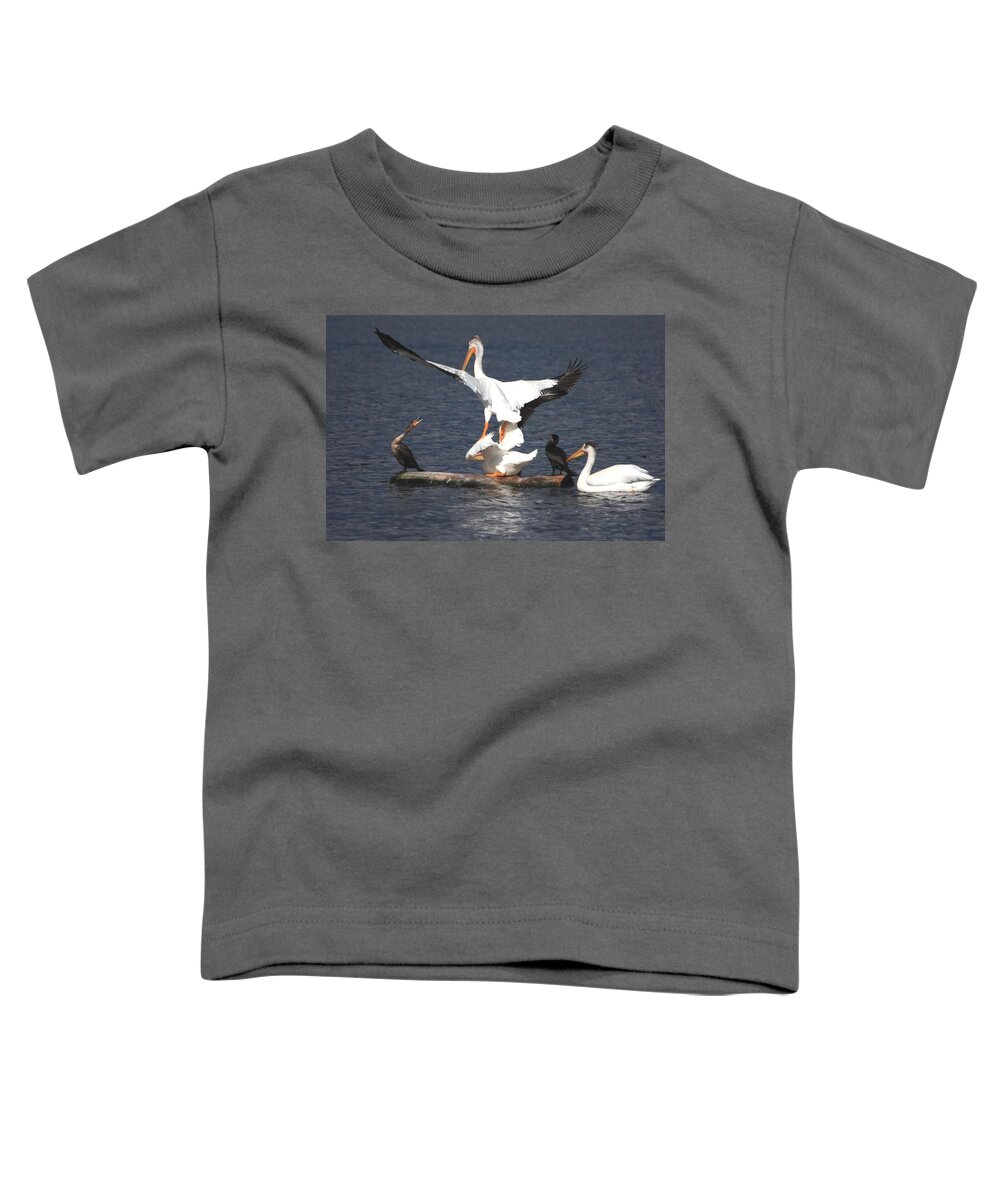 Pelican Toddler T-Shirt featuring the photograph A Step Ahead by Shane Bechler