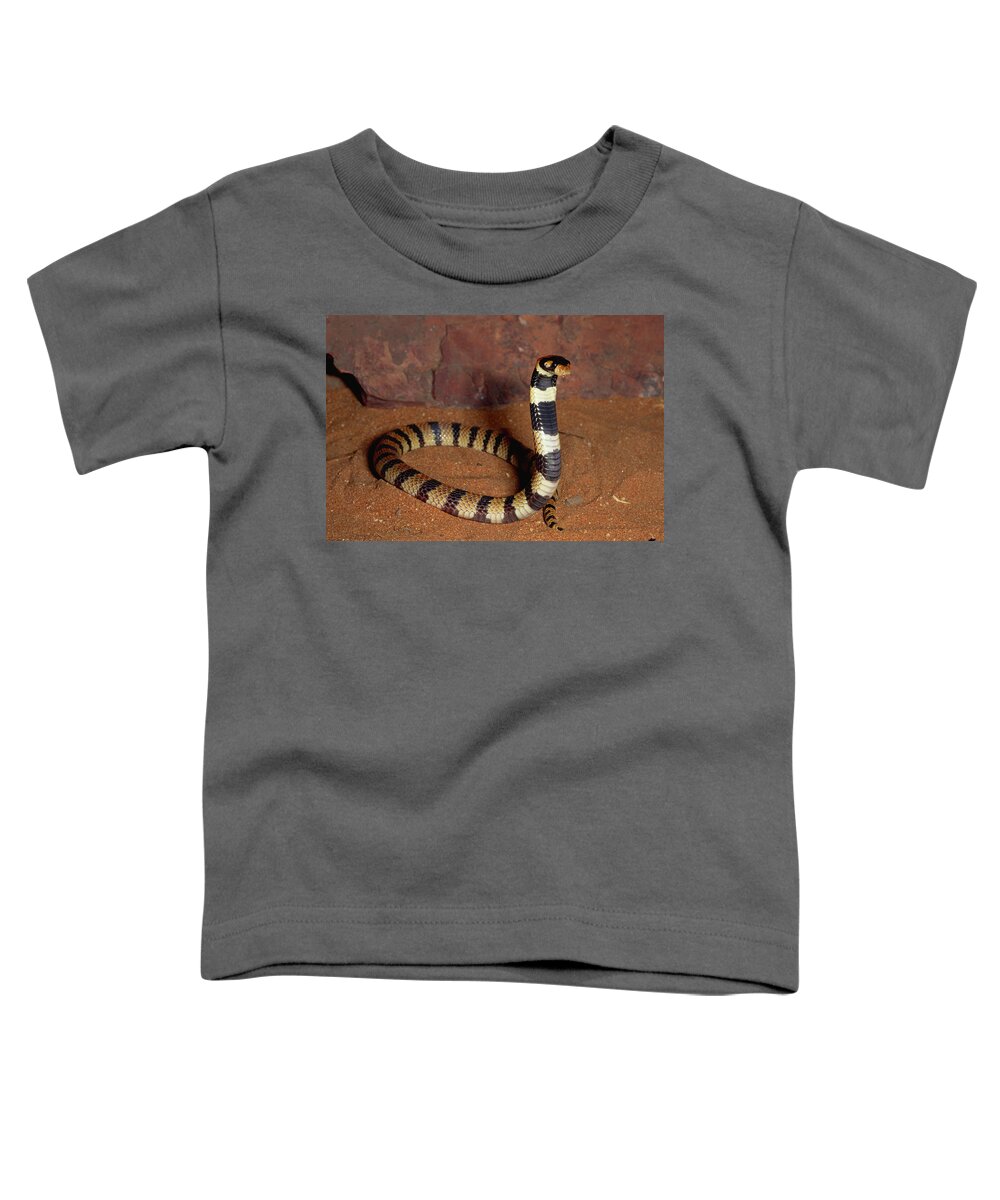 00511465 Toddler T-Shirt featuring the photograph Angolan Coral Snake Defensive Display by Michael and Patricia Fogden