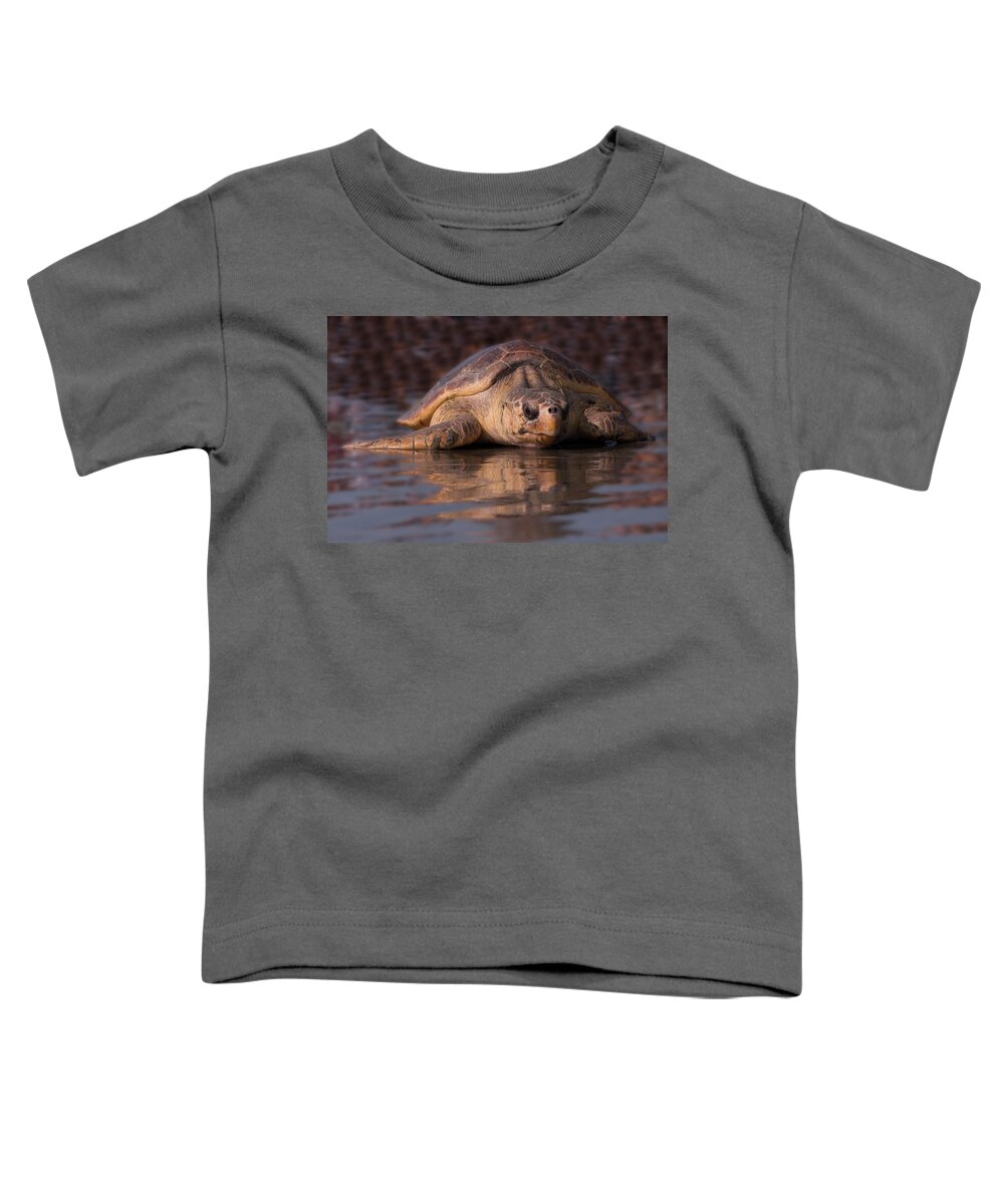 Sea Turtle Toddler T-Shirt featuring the photograph Beaufort the Turtle by Susan Cliett