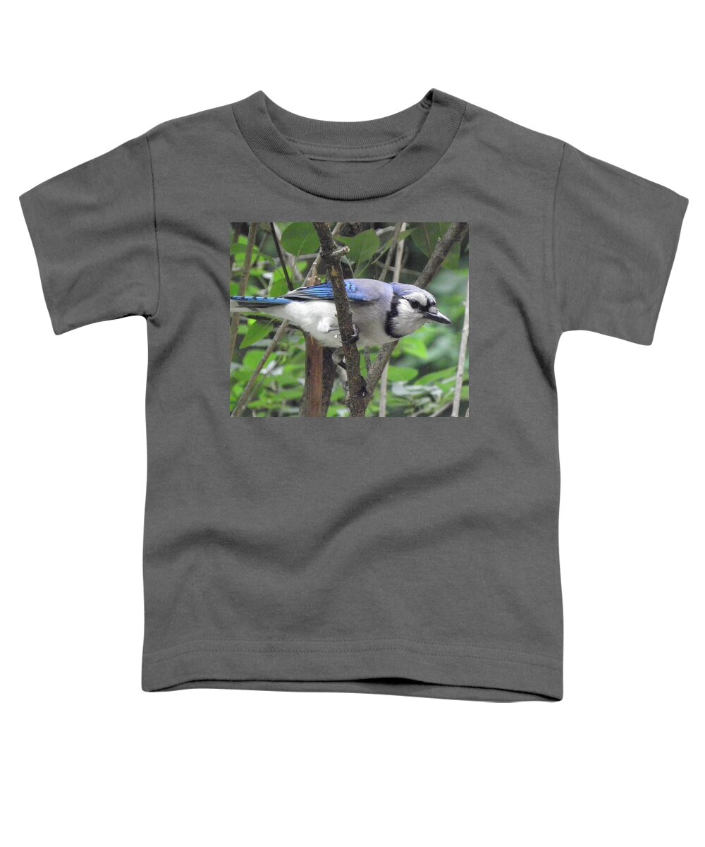 Blue Jay Toddler T-Shirt featuring the photograph Bird Of Blues by Kim Galluzzo