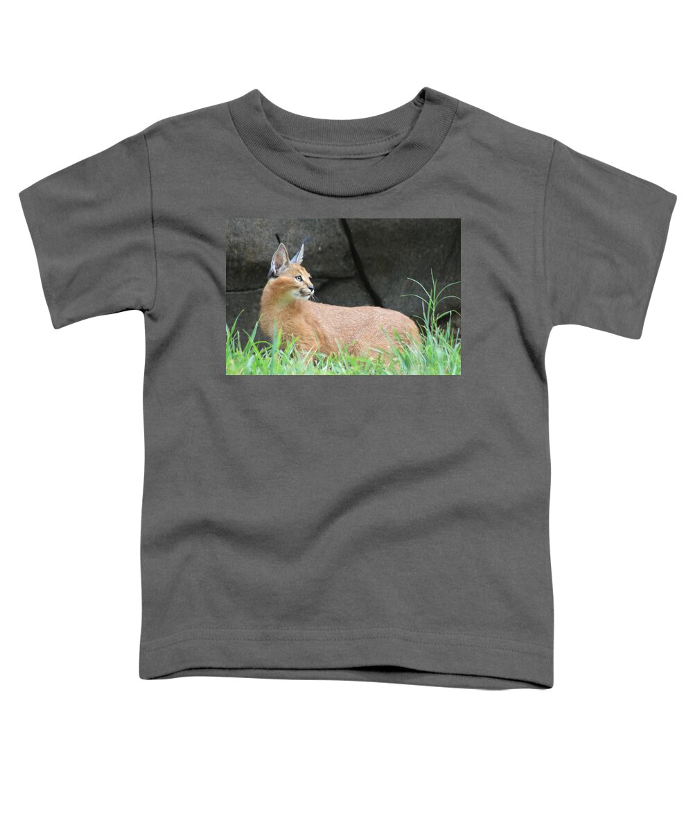 Caracal Toddler T-Shirt featuring the photograph Caracal Concentration by Laddie Halupa