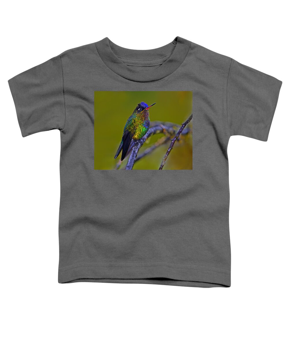 Fiery-throated Hummingbird Toddler T-Shirt featuring the photograph Fiery-throated Hummingbird by Tony Beck