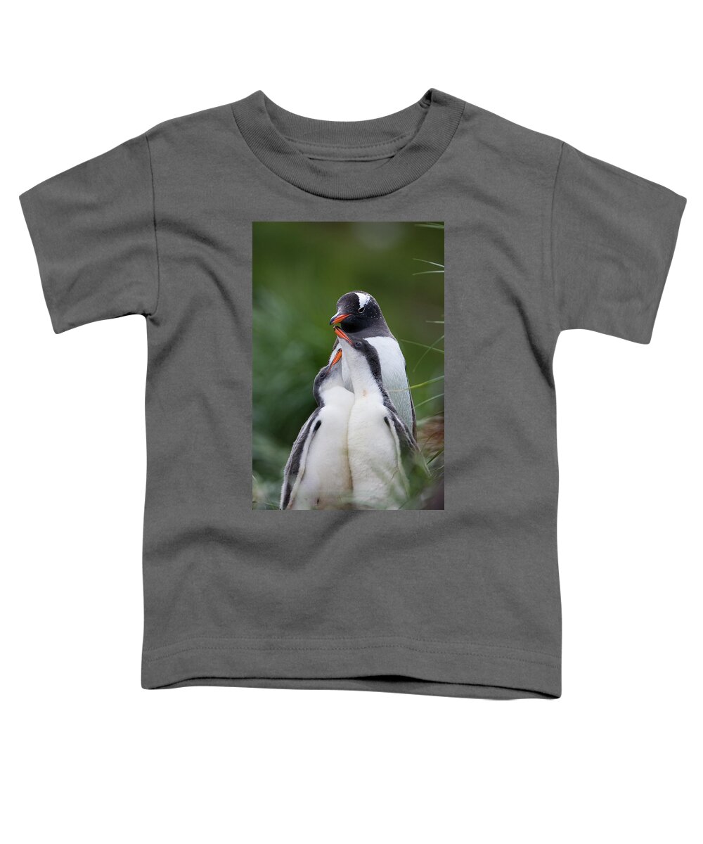 Mp Toddler T-Shirt featuring the photograph Gentoo Penguin Pygoscelis Papua Hungry by Suzi Eszterhas