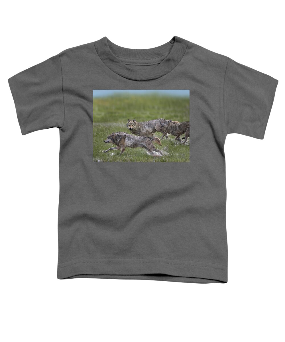00177035 Toddler T-Shirt featuring the photograph Gray Wolf Trio Running Through Water by Tim Fitzharris