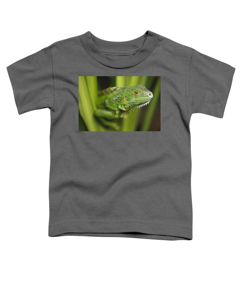 Mp Toddler T-Shirt featuring the photograph Green Iguana Amid Green Leaves Roatan by Tim Fitzharris