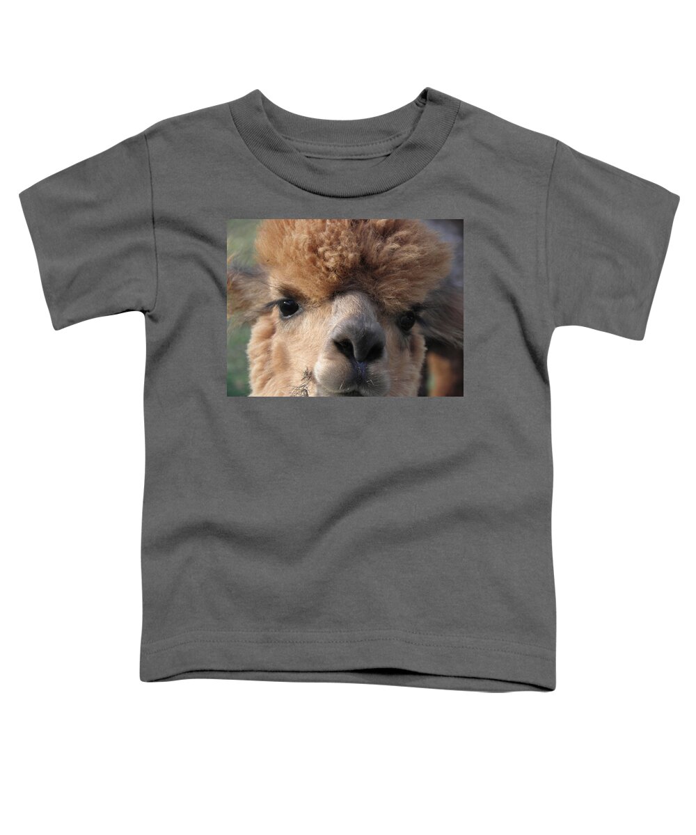 Alpaca Toddler T-Shirt featuring the photograph Hello can I help you by Kim Galluzzo