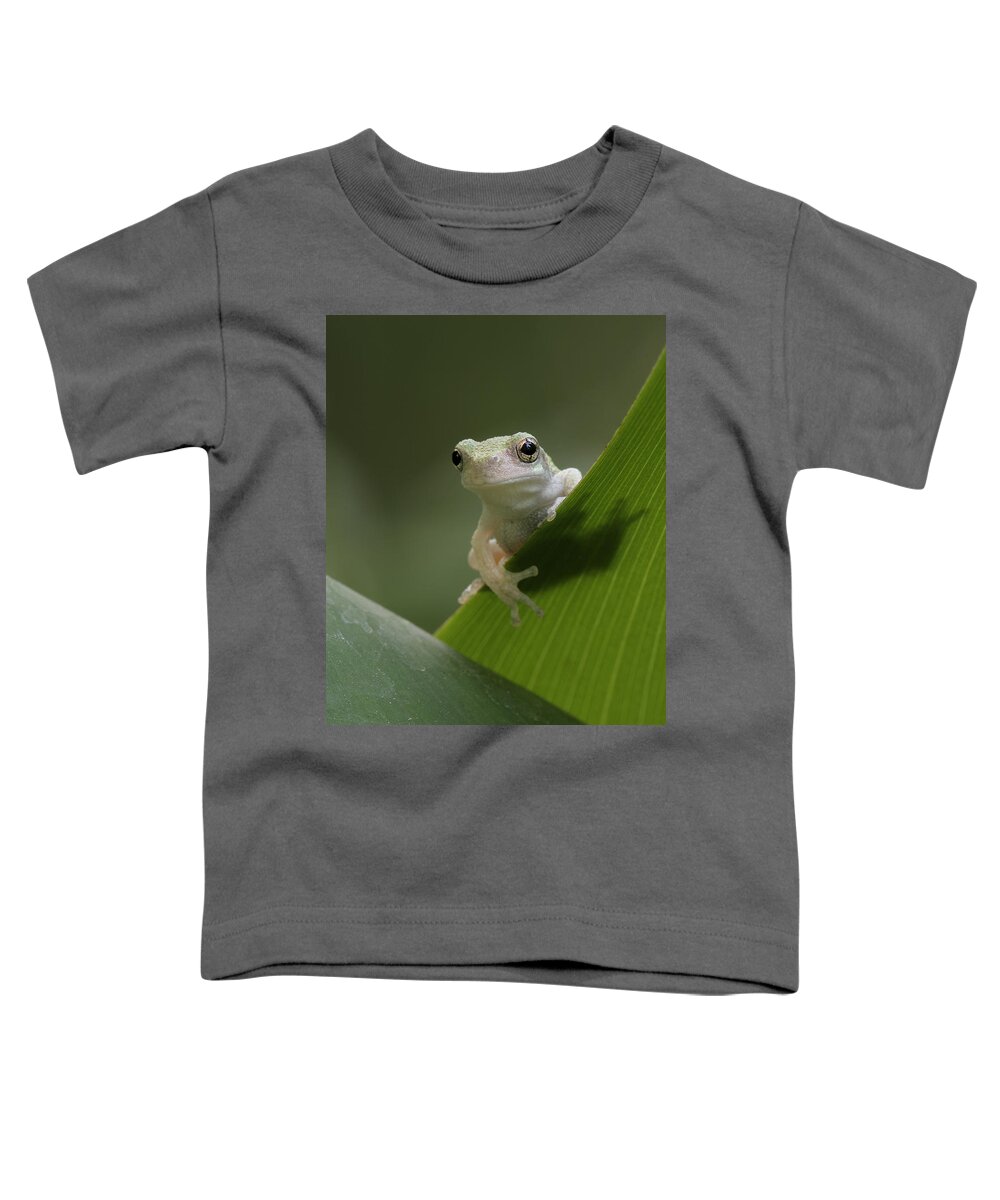 Grey Treefrog Toddler T-Shirt featuring the photograph Juvenile Grey Treefrog by Daniel Reed