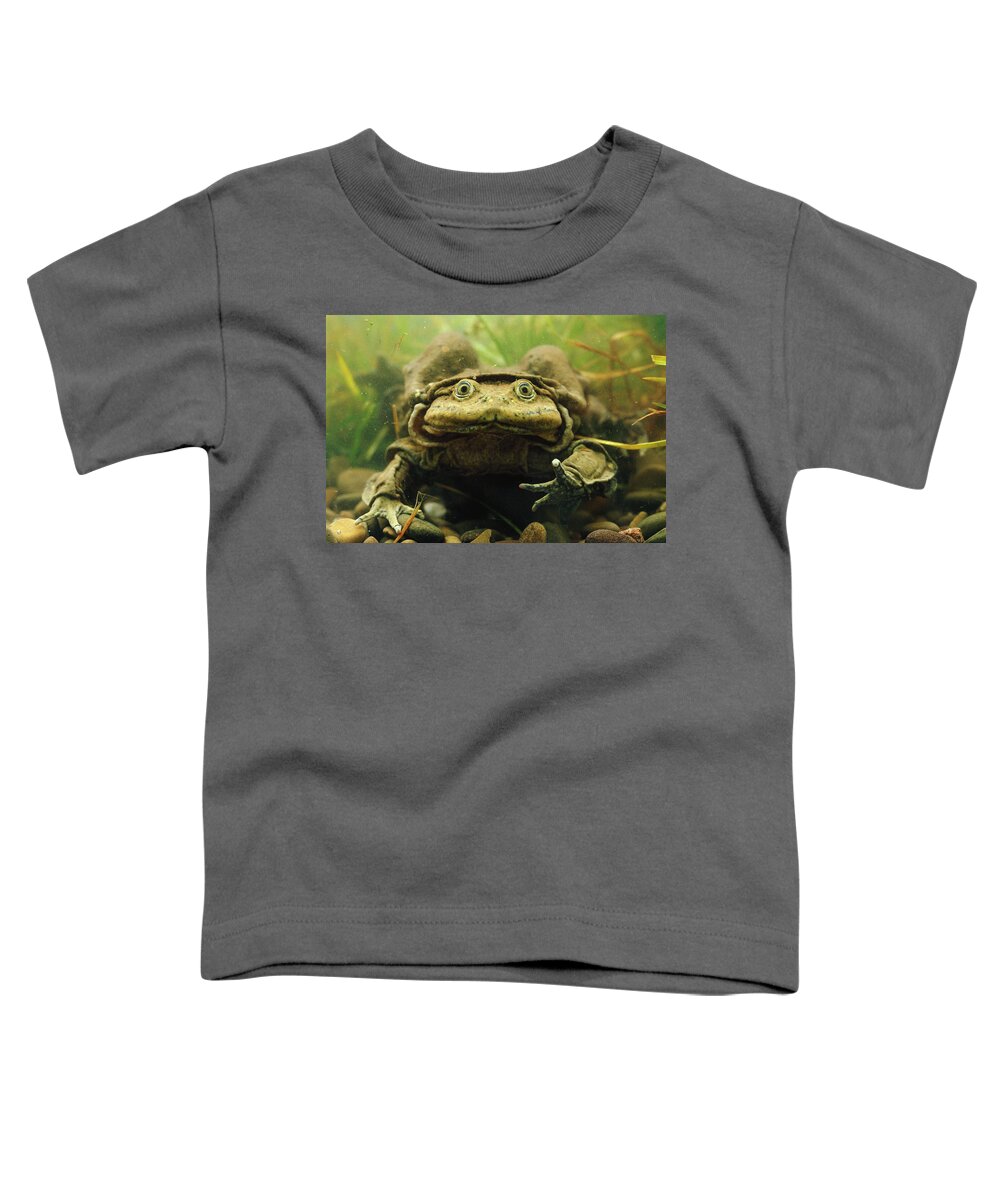 Mp Toddler T-Shirt featuring the photograph Lake Titicaca Frog Telmatobius Culeus by Pete Oxford