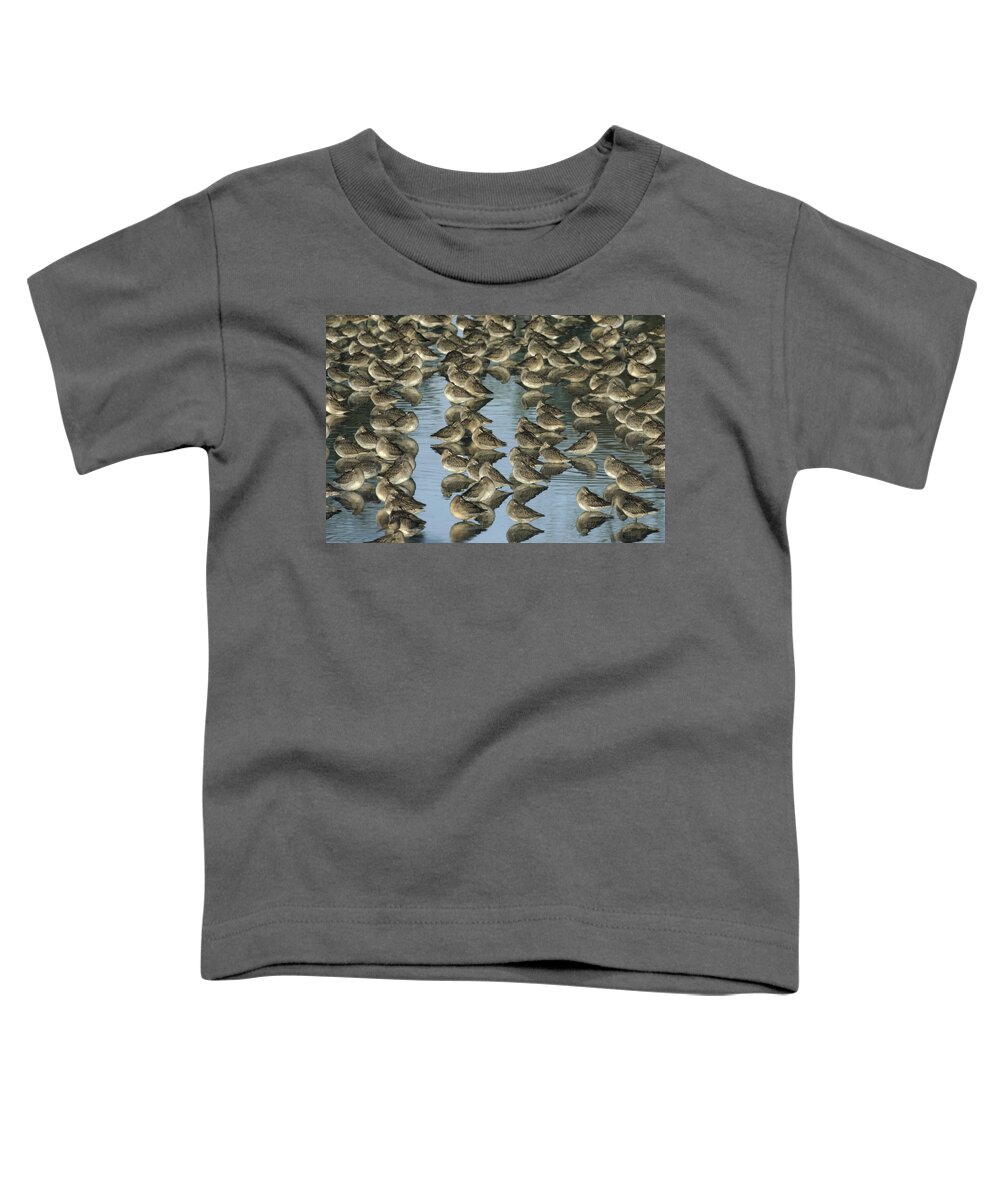 00171494 Toddler T-Shirt featuring the photograph Long Billed Dowitcher Flock Sleeping by Tim Fitzharris