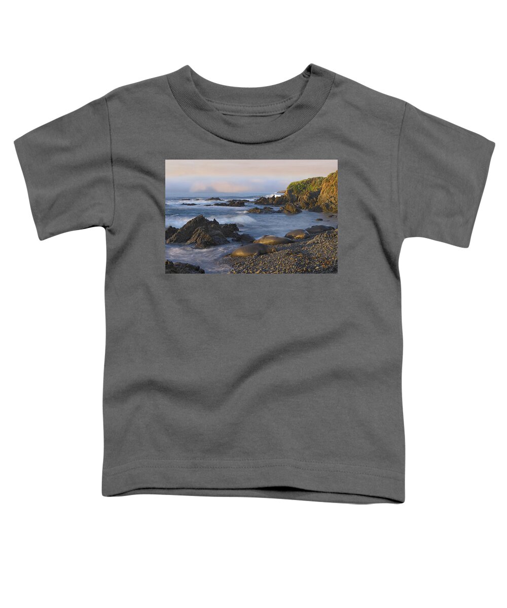 00175284 Toddler T-Shirt featuring the photograph Northern Elephant Seal Group Resting by Tim Fitzharris