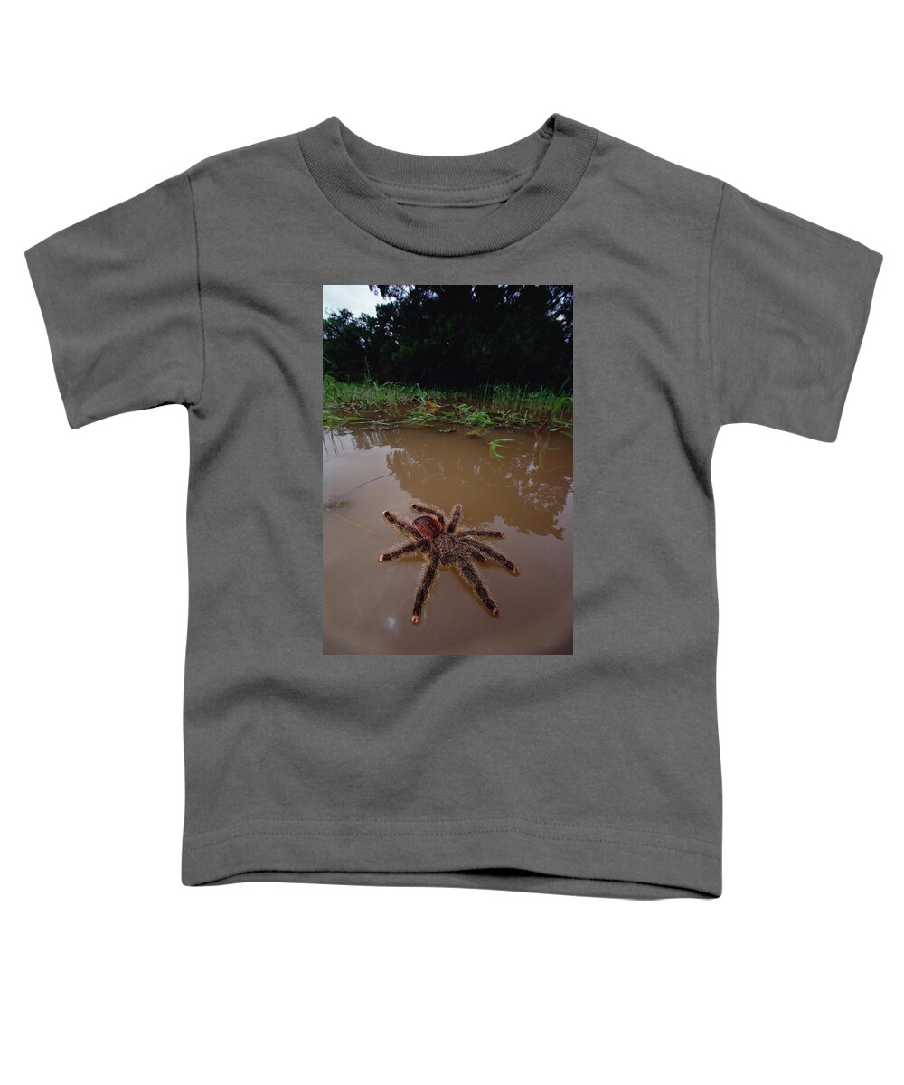 Mp Toddler T-Shirt featuring the photograph Peruvian Pinktoe Tarantula Avicularia by Mark Moffett