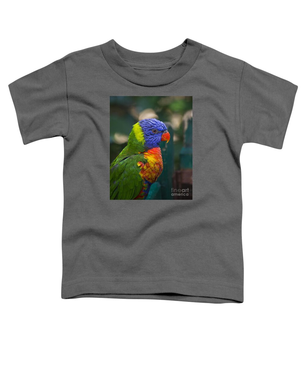 Clare Bambers Toddler T-Shirt featuring the photograph Posing Rainbow Lorikeet. by Clare Bambers