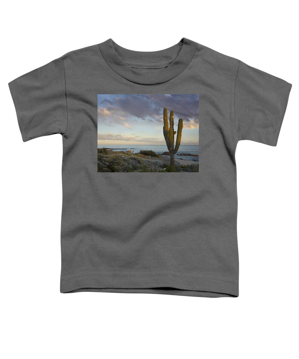 Mp Toddler T-Shirt featuring the photograph Saguaro Carnegiea Gigantea Cactus by Tim Fitzharris