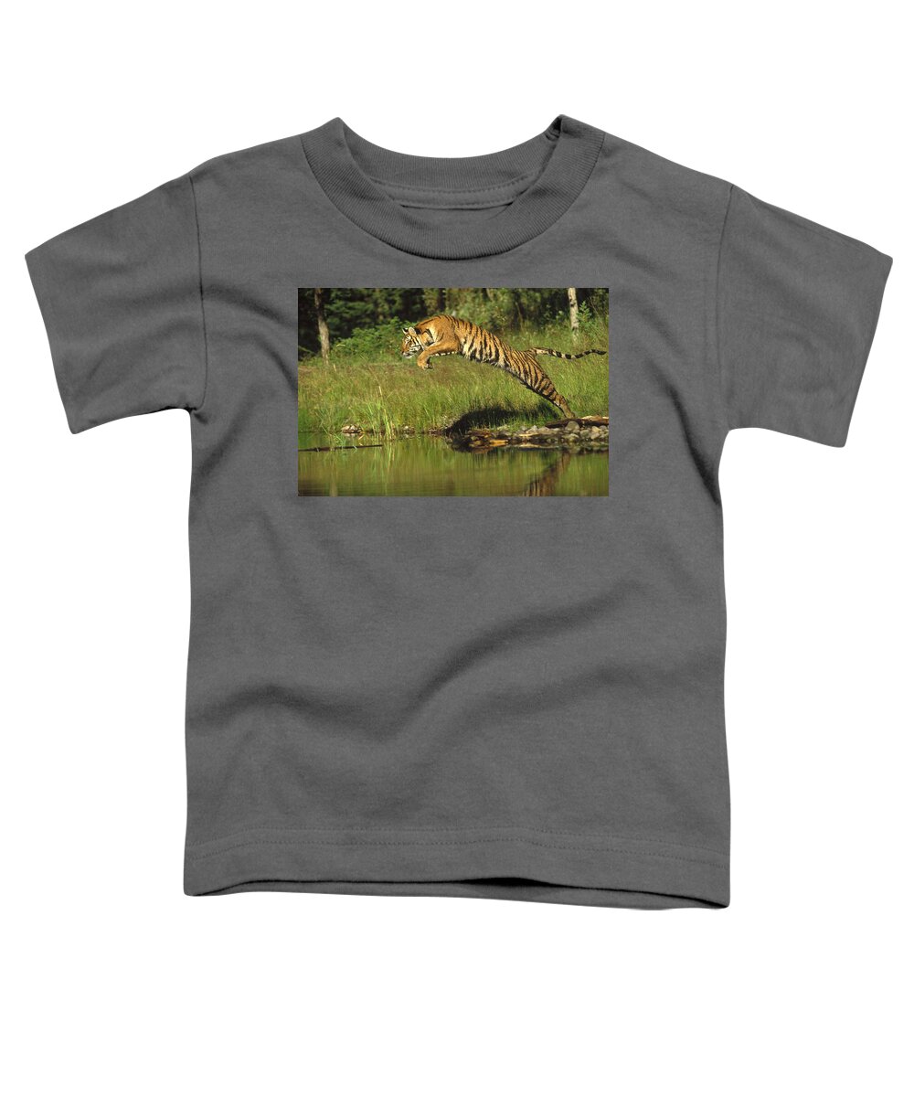 Mp Toddler T-Shirt featuring the photograph Siberian Tiger Panthera Tigris Altaica by Tim Fitzharris