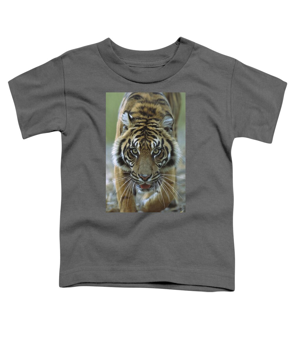 Mp Toddler T-Shirt featuring the photograph Sumatran Tiger Panthera Tigris Sumatrae by Zssd