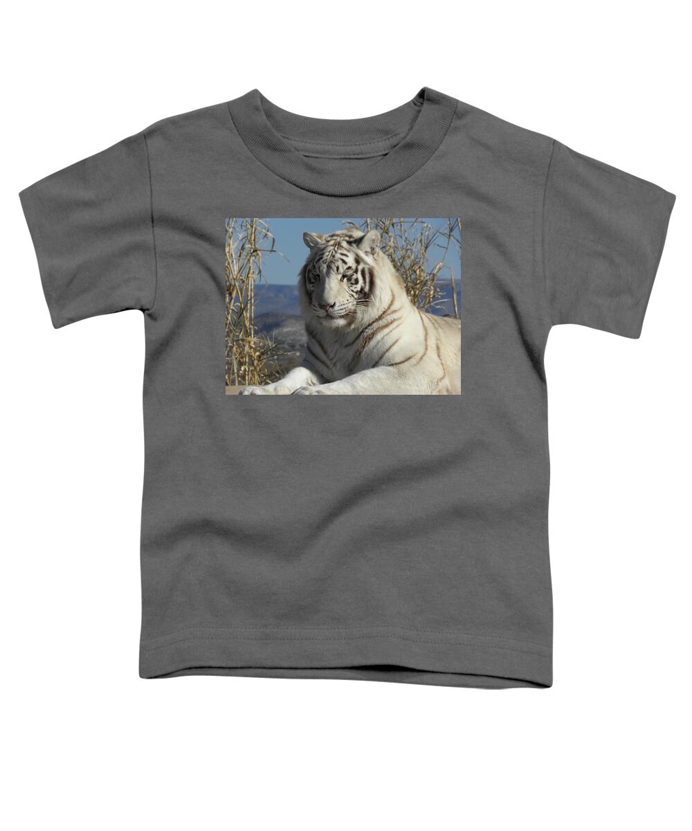 Cat Toddler T-Shirt featuring the photograph Taking a cat nap by Kim Galluzzo