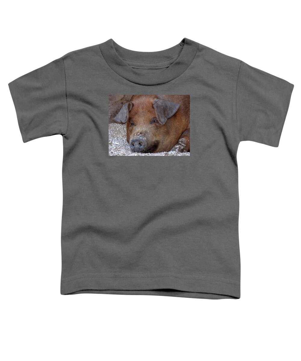 Pigs Toddler T-Shirt featuring the photograph This Little Piggy Took a Nap by Lori Lafargue