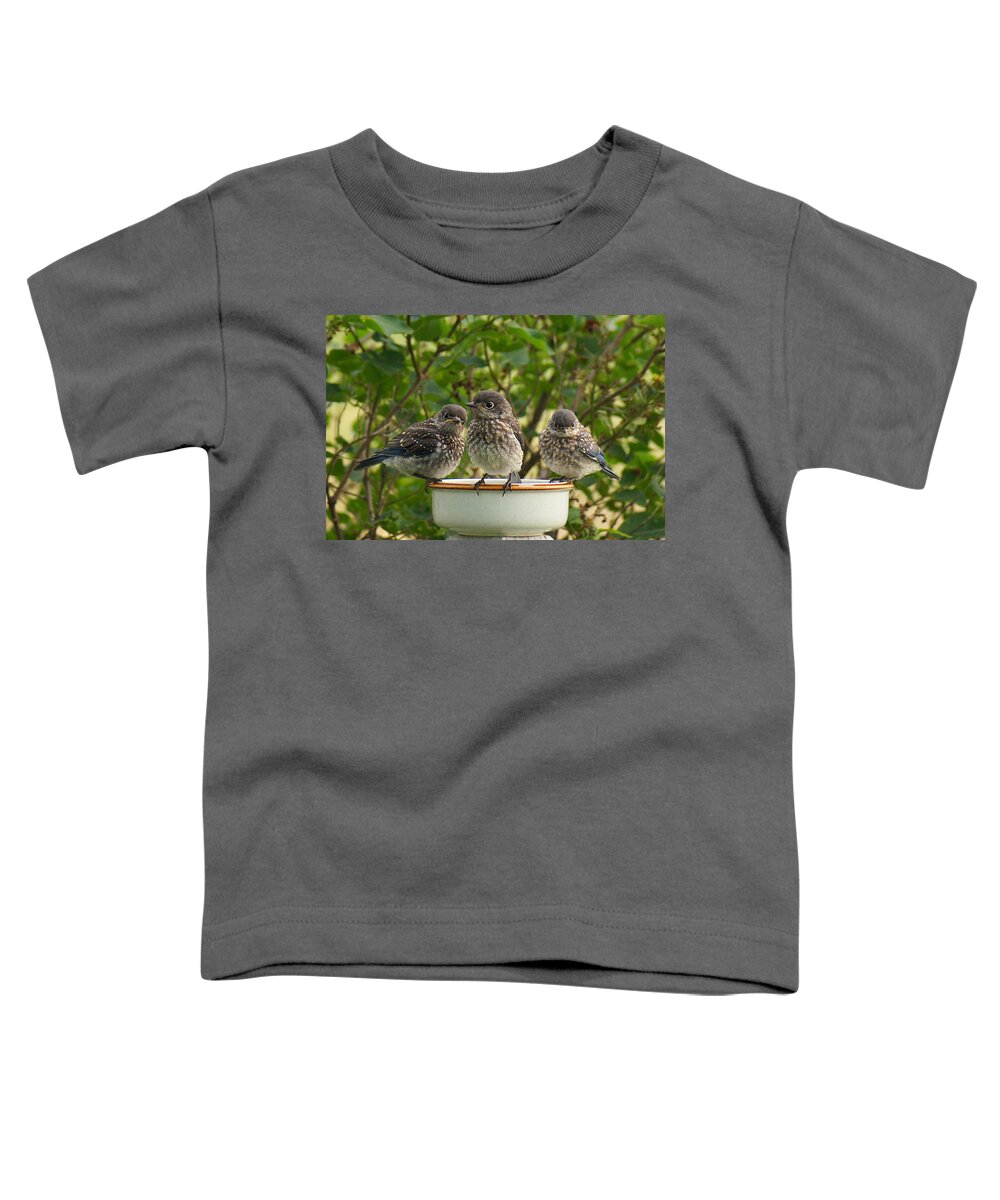 Eastern Bluebirds Toddler T-Shirt featuring the photograph Trouble Times Three by Bill Pevlor