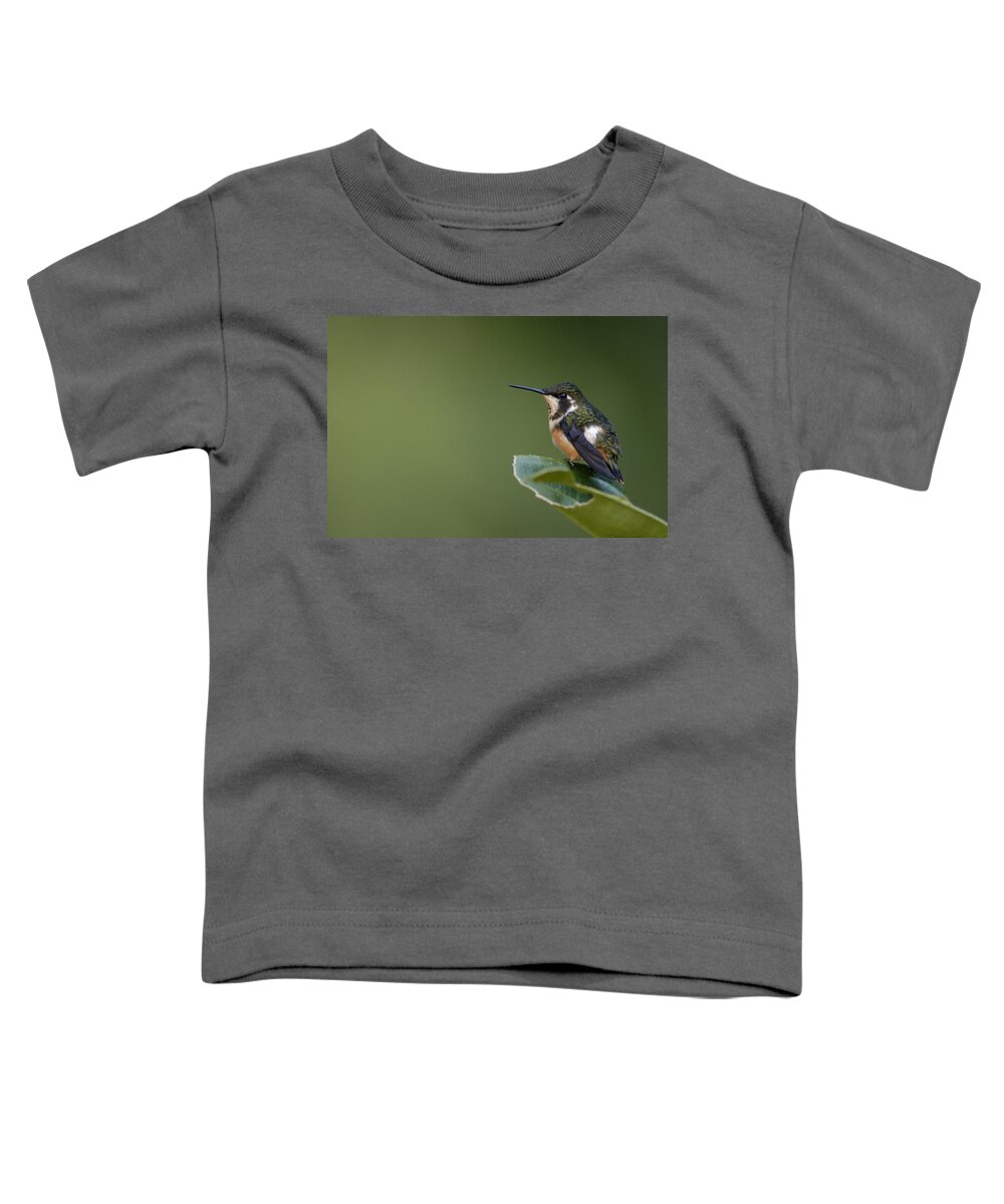 Mp Toddler T-Shirt featuring the photograph White-bellied Woodstar Chaetocercus by Pete Oxford