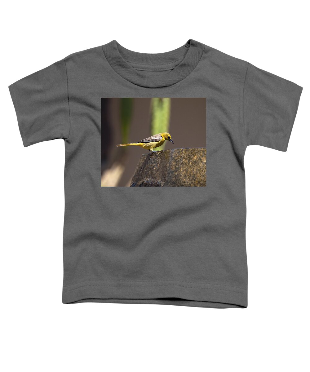 Yellow Birds Toddler T-Shirt featuring the photograph Yellow Bird with Fountain by Joe Schofield