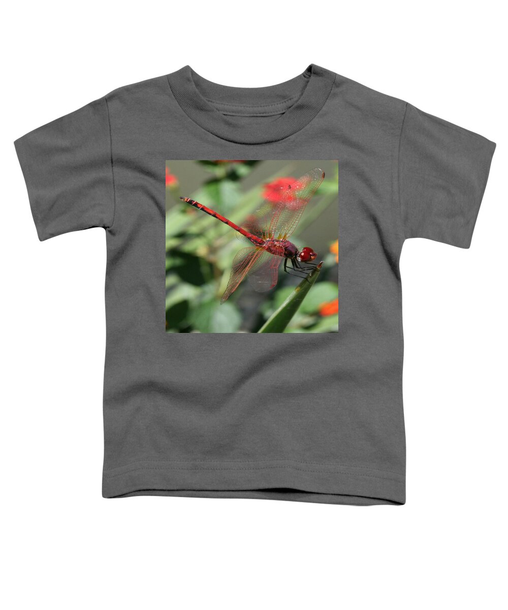 Red Toddler T-Shirt featuring the photograph 	 Red Male Skimmer or Firecracker Dragonfly by Taiche Acrylic Art