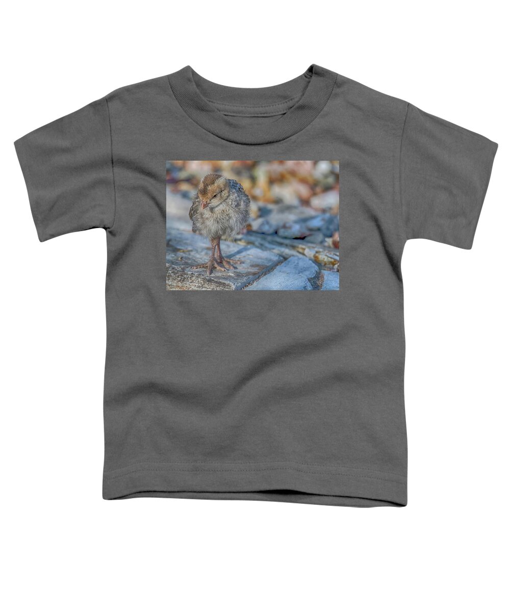Gambel's Toddler T-Shirt featuring the photograph Gambel's Quail Chick 9833 #1 by Tam Ryan
