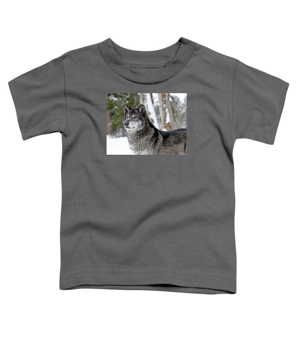 Wolf Toddler T-Shirt featuring the photograph Wolf Portrait #2 by Scott Read
