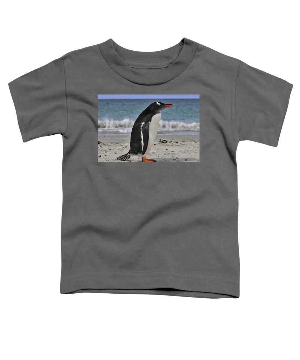 Gentoo Penguins Falkland Islands Toddler T-Shirt featuring the photograph Gentoo Penguins Falkland Islands #10 by Paul James Bannerman