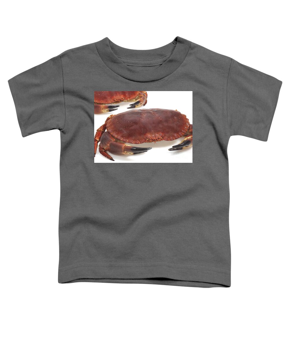 Animal Toddler T-Shirt featuring the photograph Edible Crab Cancer Pagurus #2 by Gerard Lacz