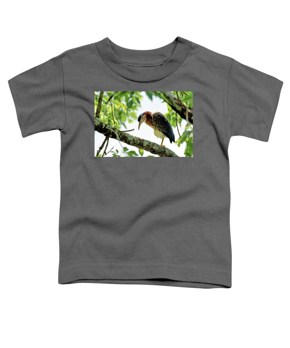 Heron Toddler T-Shirt featuring the photograph Green heron portrait #2 by Sam Rino